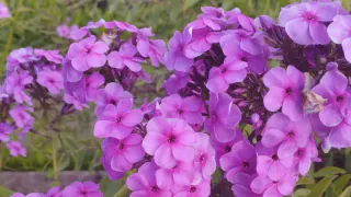 Забытый со времен СССР аналог петунии: рассыпаем зимой семена в горшки — до октября наслаждаемся цветущими «кустиками»