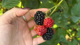 Именно эта ягода — самая вредная: а мы едим ее покупаем как дорогой деликатес, еще и детям даем