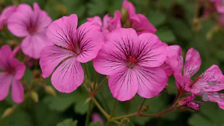 Для красивого цветения герани — обязательно: 2 ампулы под корешок — и пеларгония шикарнее шапки Мономаха