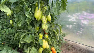 Не требует пасынкования и подвязки: 3 сорта томатов, которые гарантировано дадут урожай даже в суровое лето