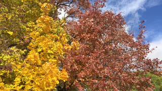 МЧС предупредило рязанцев - температура этой ночью может опуститься до 0 ºС