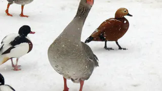 Стало известно сколько дней продлится весенний сезон охоты на уток