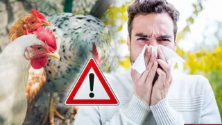 Как распознать птичий грипп: советы региональных экспертов