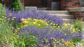 За мяту и шалфей на даче можно попасть за решетку