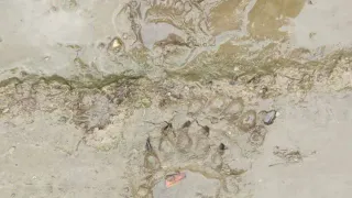 В челябинском нацпарке около туристской тропы к ягоднику прошел медведь