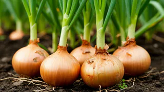 Когда сажать лук, что сделать, чтобы не пошел в стрелку - советуют эксперты