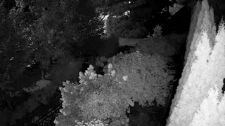 В Солотче засняли испортивших кусты гортензии горожан