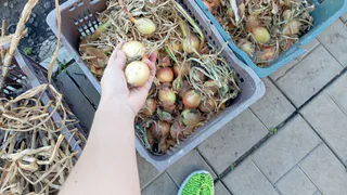 Лишние овощи с огорода соседям не раздаю, а выкидываю: почему лучше не делиться - запомните раз и навсегда 