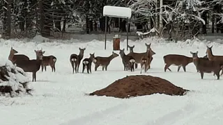 В Суздальском районе сфотографировали пятнистых оленей у кормушки