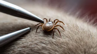 Он не прыгает, а ждёт: почему я не смогла уберечь кошку от лесного хищника даже зимой