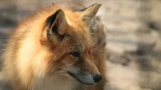 В Рязанской области вознаграждение за добычу лисицы выросло до 1045 рублей