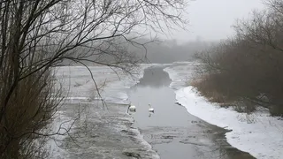 Под Рязанью птицефабрика сбрасывала стоки в приток Оки