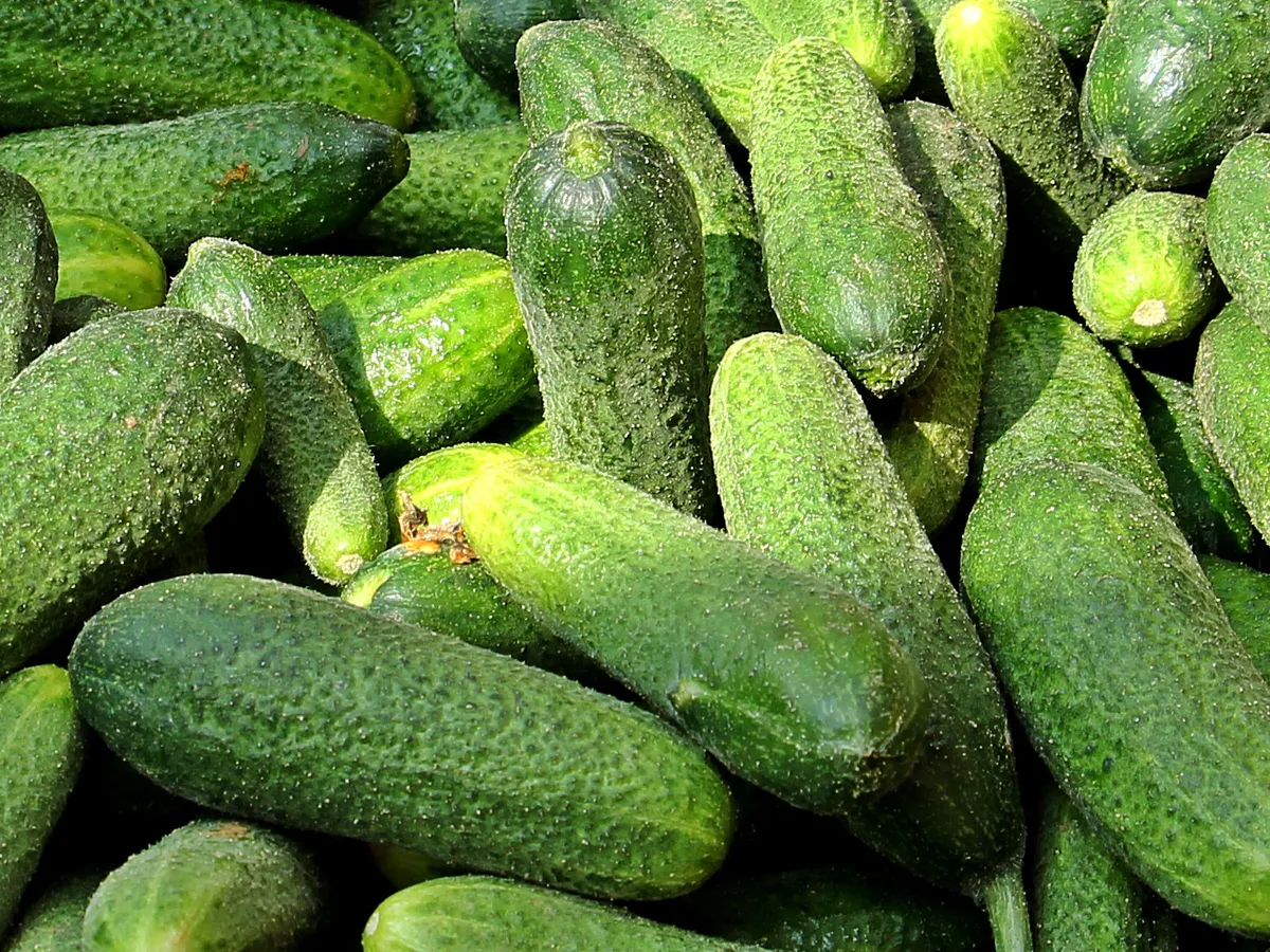 Семена огурцов стоят как золото — а всходит половина: приём, который спас мне не одну грядку
