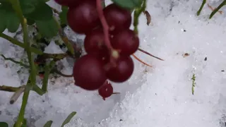 Брусничный сезон в окрестностях Сыктывкара продолжается — советы по сбору и хранению ягод