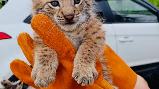 "Покорят ваши сердца своей мимишностью": в чебоксарском парке Николаева появились рысята