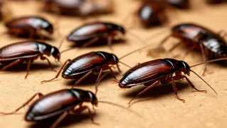 Китайцы избавляются от тараканов только так: смешиваем 2 средства – и усачи сбегут в панике, сломя голову