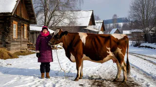 Переехали в деревню на пмж и только тогда поняли, почему здесь больше не живут сельским хозяйством: причина всегда была на виду