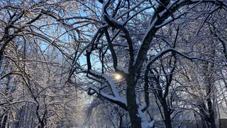 В Нижнем городском парке Рязани до конца года высадят деревья и разобьют клумбы