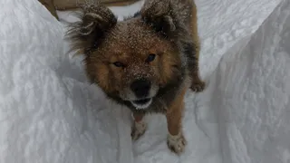 Собачий приют в Нижнекамске может затопить из-за грязного снега с реагентами