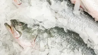 Эта рыба непригодна для еды, там 10-метровые черви: а мы подаем на стол и даже кормим детей