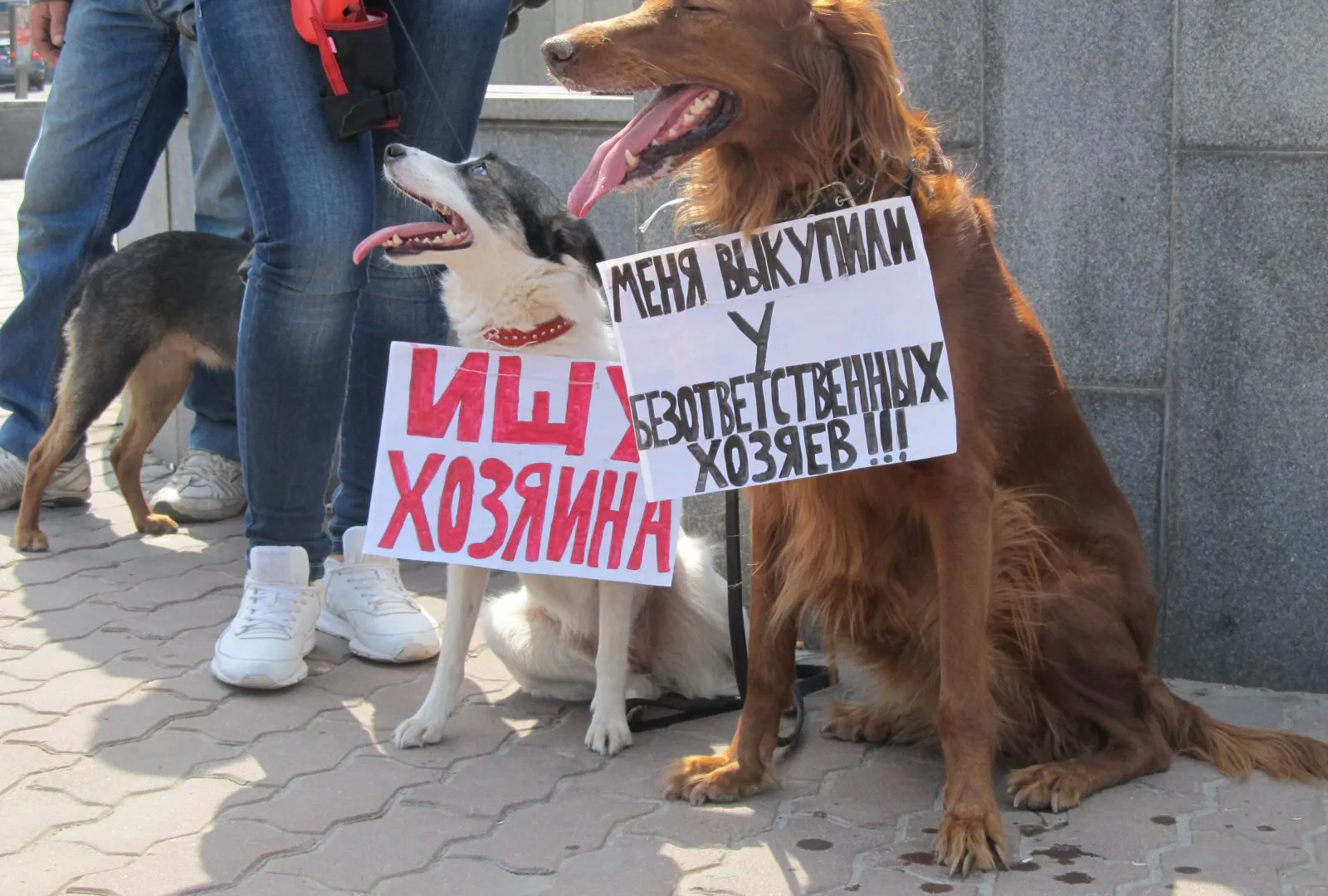 Их сердца бьются у наших ног…