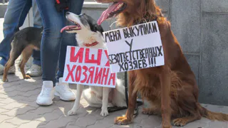 Их сердца бьются у наших ног…