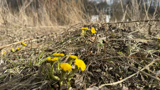 Россельхознадзор обследует 1,5 тыс. га земель на Рязанщине на предмет сорняков и вредителей