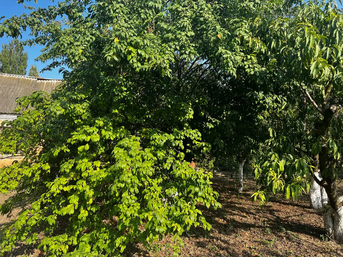 10 литров под дерево – слива размером с персик: урожай устанете собирать