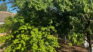 10 литров под дерево – слива размером с персик: урожай устанете собирать 