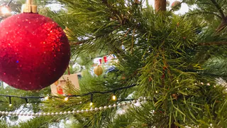 В Рязанской области ужесточили штрафы за браконьерские елки