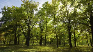 Переход владимирцев на электронные счета помог спасти 120 деревьев от уничтожения
