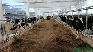 В Коми заброшенную ферму восстановили на государственные гранты