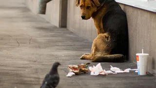 Регулирование численности бездомных животных в РТ