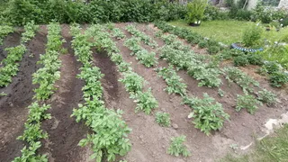 Будет расти как на дрожжах: сыплю по 10 грамм на грядку - и по несколько раз за лето собираю урожай