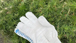 Во Владимирской области на восстановление лесов направят 71 миллиард рублей