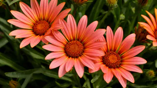 Этот дивный многолетник цветет все лето без перерыва: будете любоваться до самых холодов