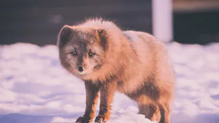 Рязанцам озвучили тревожный прогноз по бешенству на март