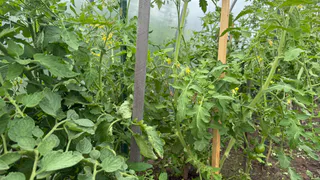 Цветущим томатам — сразу: лью литр под каждый куст и забываю о пустоцветах