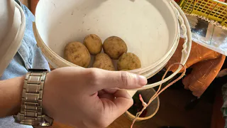 Храню картошку в квартире с 2 помощниками: в апреле достаю крепкую как из погреба - не ростка и ни гнили  