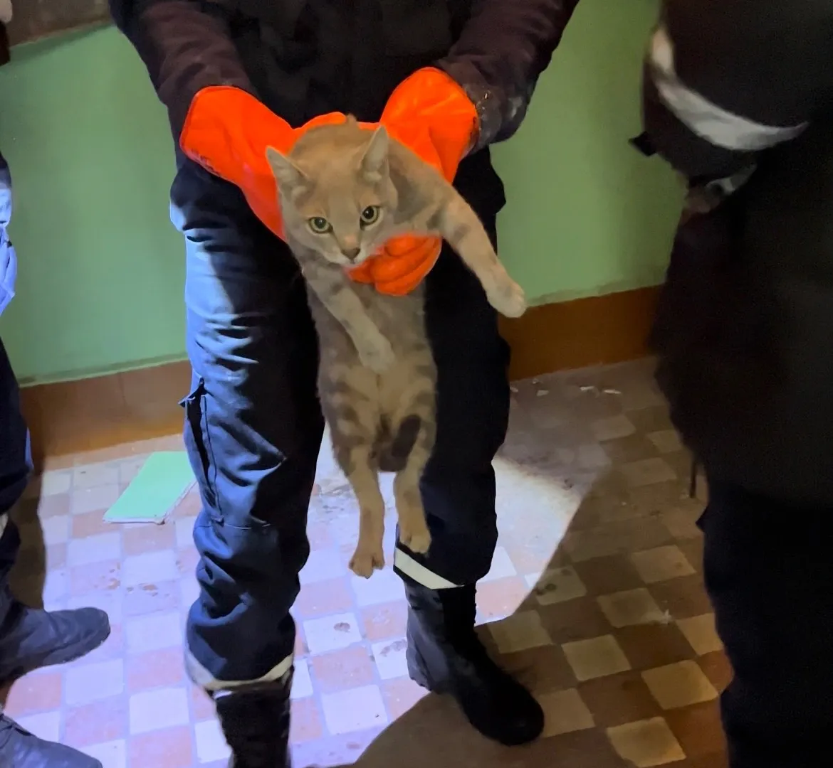 В Рязани спасатели вызволили застрявшего между стенами дома кота