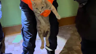 В Рязани спасатели вызволили застрявшего между стенами дома кота