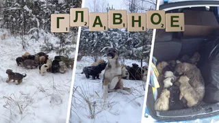 Что происходило после того, как в лесу нашли 20 щенков. Главное из нашумевшей истории