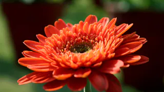 Этот дивный многолетник радует цветением все лето без перерыва: будете любоваться до самых холодов