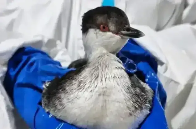 Пернатые в беде: как магнитогорцы спасают птиц после экокатастрофы на Черном море