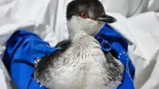 Пернатые в беде: как магнитогорцы спасают птиц после экокатастрофы на Черном море