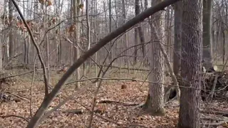 В скопинском лесу на людей чуть не напали кабаны