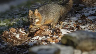 Карантин по бешенству ввели в округе Чувашской Республики