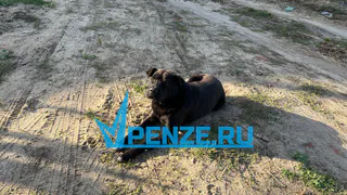 Суд обязал руководство Каменки выплатить 50 тысяч рублей за укус собаки