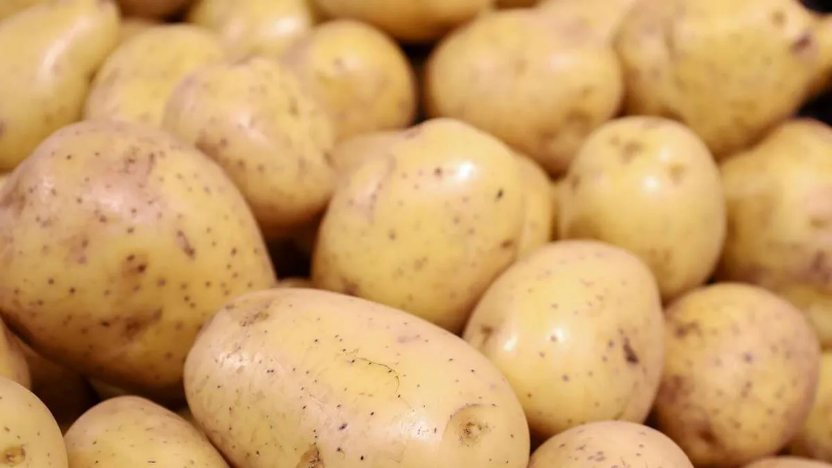 Приобрел бюджетную картошку в "Светофоре" и сопоставил с домашней с грядки: итоги эксперимента 1:1