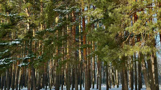 В Рязанской области экс-глава сельской администрации осужден за вырубку деревьев